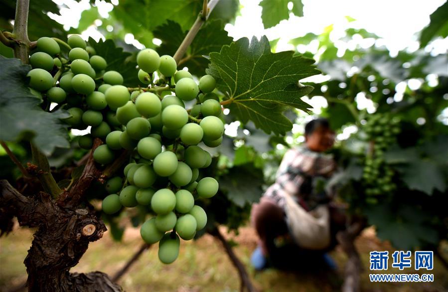 (新華全媒頭條·圖文互動)(4)一個傳統農業縣的脫貧之路——來自河北新河的調查報告