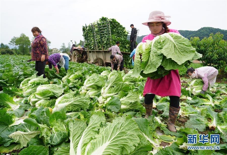 (走基層 聽民聲·圖文互動)(1)陜西:太白山下種蔬菜 質(zhì)優(yōu)價(jià)高不愁賣