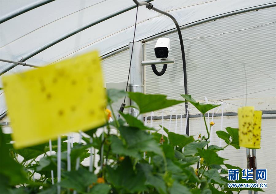 (走基層 聽民聲·圖文互動)(2)陜西:太白山下種蔬菜 質(zhì)優(yōu)價(jià)高不愁賣