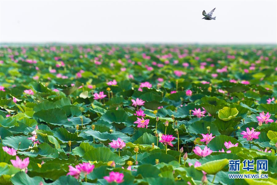 (壯麗70年·奮斗新時代——共和國發展成就巡禮·圖文互動)(5)潮涌楚天闊——湖北砥礪奮進70年譜寫高質量發展華章