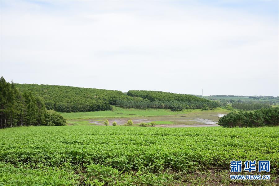 (在習(xí)近平新時代中國特色社會主義思想指引下——新時代新作為新篇章·圖文互動)(2)向林木要錢,讓綠樹生金——黑龍江省拜泉縣發(fā)展綠色經(jīng)濟(jì)助脫貧