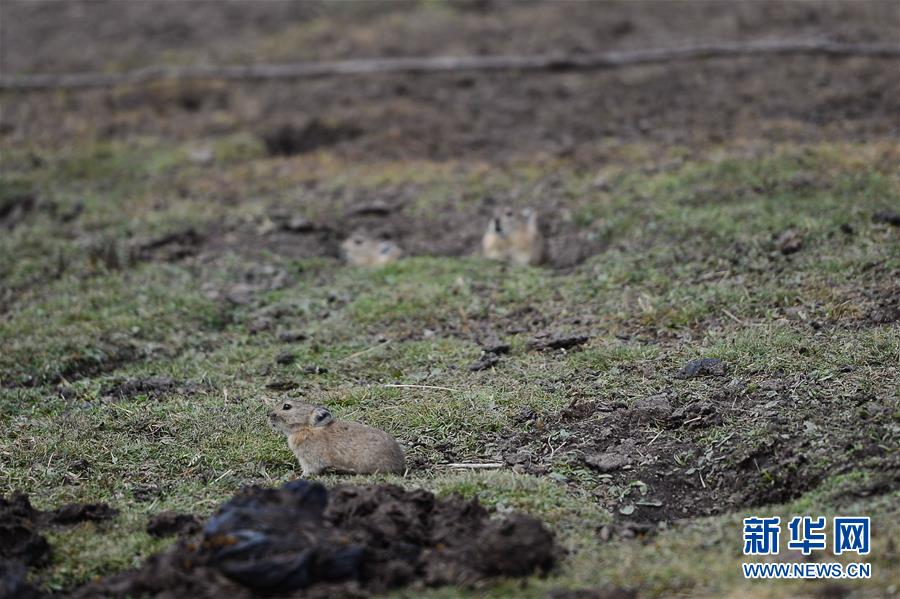 （新華全媒頭條&middot;圖文互動）（11）確保&ldquo;中華水塔&rdquo;碧水東流&mdash;&mdash;中國三江源生態保護報告
