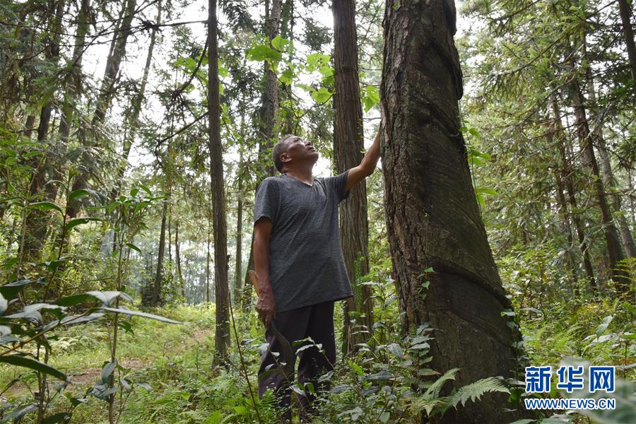 （愛國情 奮斗者&middot;圖文互動）（3）貴州印江高石坎護林隊：半輩子，以林場為家