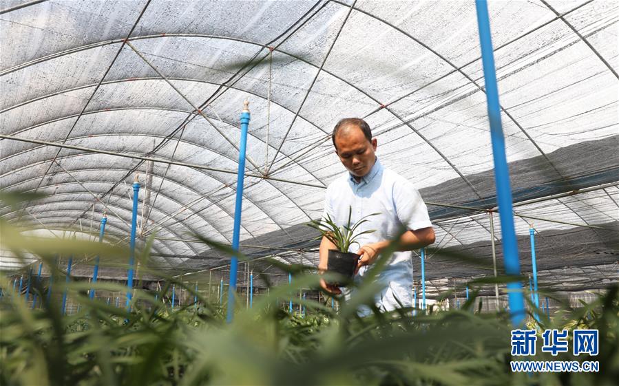 （在習(xí)近平新時(shí)代中國(guó)特色社會(huì)主義思想指引下&mdash;&mdash;新時(shí)代新作為新篇章&middot;總書記關(guān)心的百姓身邊事&middot;圖文互動(dòng)）（4）&ldquo;科技秀才&rdquo;給田野帶來(lái)新希望