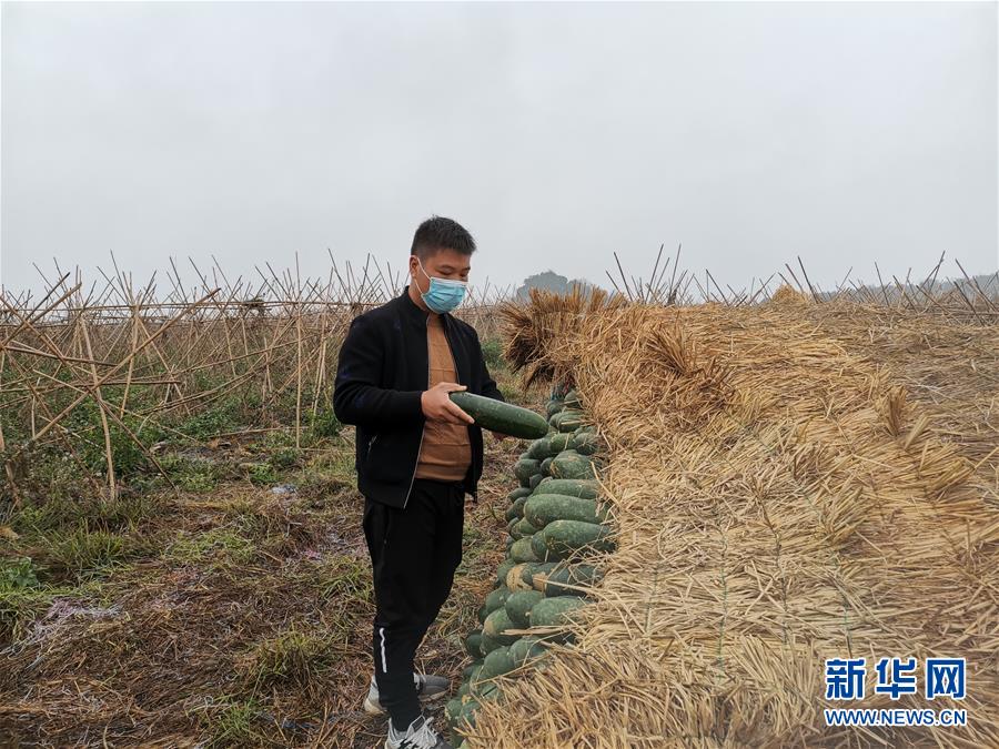 (聚焦疫情防控·圖文互動(dòng))(1)“得知要送武漢 凌晨出來(lái)摘菜”——中國(guó)“南菜園”廣西全力抗疫保供應(yīng)