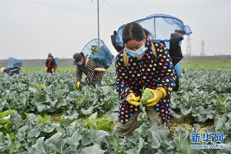 (做好六穩工作 應對復雜局面·圖文互動)(1)穩住“菜籃子” 守住“好日子”