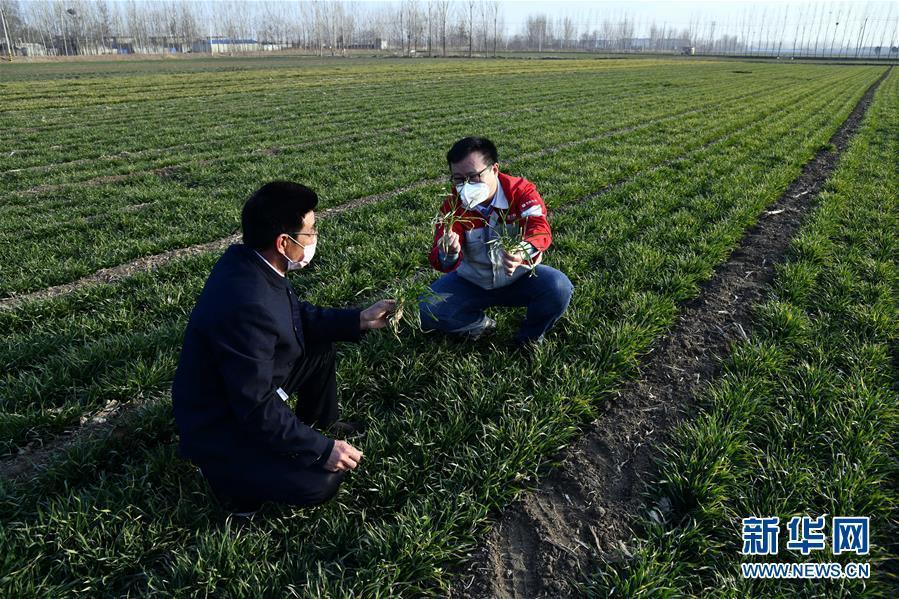 （圖文互動）（1）別樣的春耕&mdash;&mdash;來自農業大省山東的春耕備耕見聞