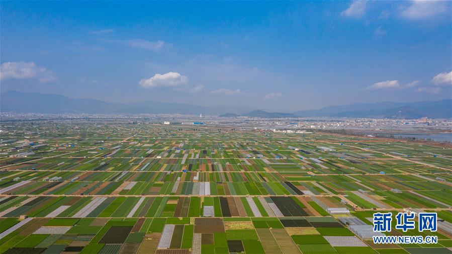 (抓好春耕備耕 穩住農業生產·圖文互動)(5)“栽種的是菜苗,收獲的是希望”——云南蔬菜集散地通海縣春耕見聞