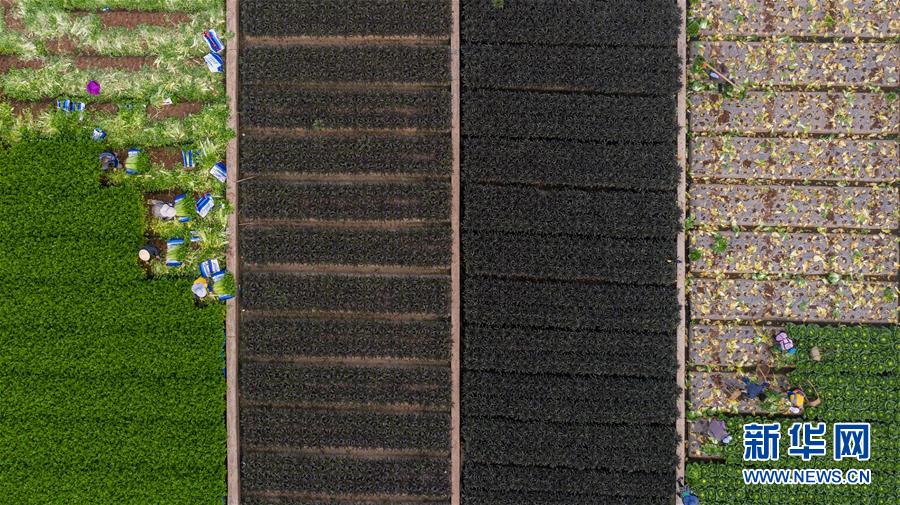 (抓好春耕備耕 穩住農業生產·圖文互動)(4)“栽種的是菜苗,收獲的是希望”——云南蔬菜集散地通海縣春耕見聞