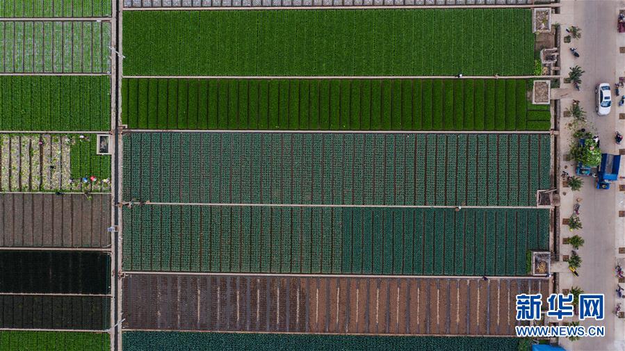 (抓好春耕備耕 穩住農業生產·圖文互動)(1)“栽種的是菜苗,收獲的是希望”——云南蔬菜集散地通海縣春耕見聞