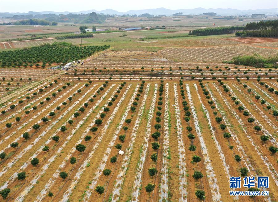 (抓好春耕備耕 穩住農業生產·圖文互動)(1)農時不等人 扶貧不能拖——種瓜大村春耕生產見聞