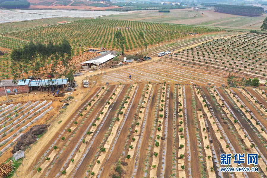 (抓好春耕備耕 穩住農業生產·圖文互動)(3)農時不等人 扶貧不能拖——種瓜大村春耕生產見聞