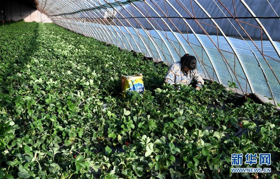 （在習近平新時代中國特色社會主義思想指引下&mdash;&mdash;新時代新作為新篇章&middot;習近平總書記關切事&middot;圖文互動）（3）戰(zhàn)&ldquo;疫&rdquo;要勁時，戰(zhàn)&ldquo;貧&rdquo;再加把勁！&mdash;&mdash;中央各部門助力脫貧攻堅很給力