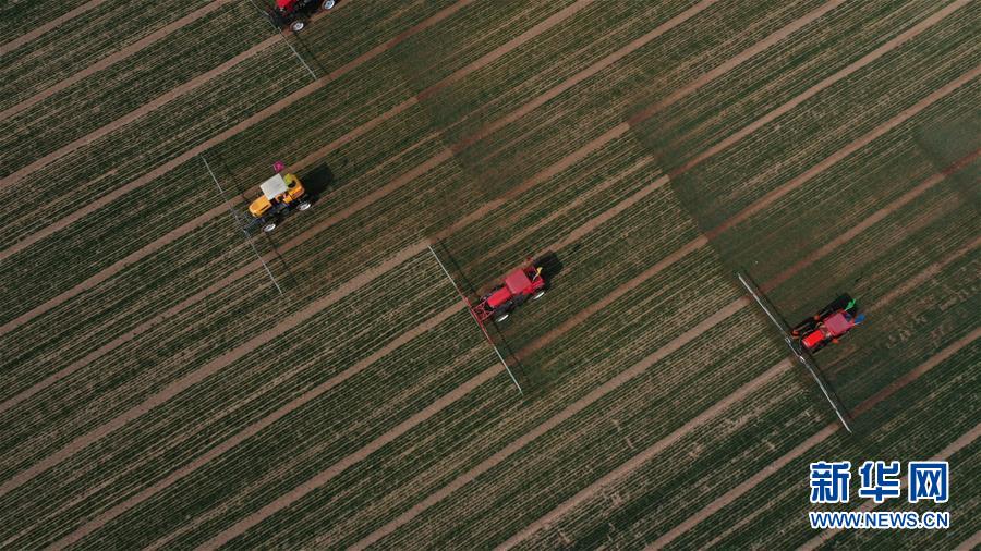 (新華全媒頭條·圖文互動)(5)春色最濃在田間——來自全國春耕備耕的現場觀察