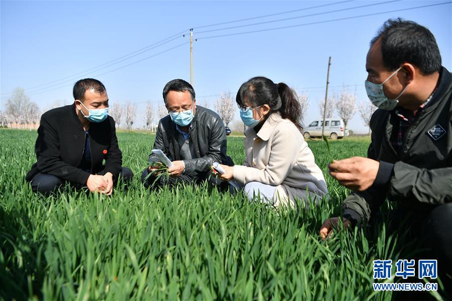 (新華全媒頭條·圖文互動)(8)春色最濃在田間——來自全國春耕備耕的現場觀察