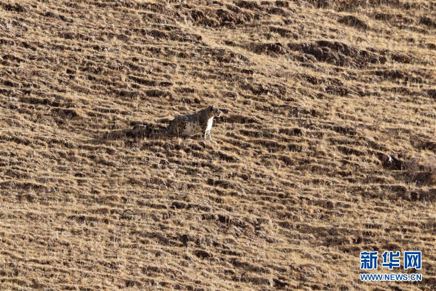 (玉樹地震10周年·圖文互動)(1)牧民才仁尼瑪的“科研”人生