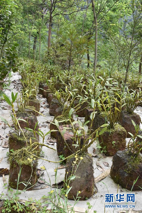 (決戰決勝脫貧攻堅·圖文互動)(3)這個脫貧縣的石頭為何比土金貴?