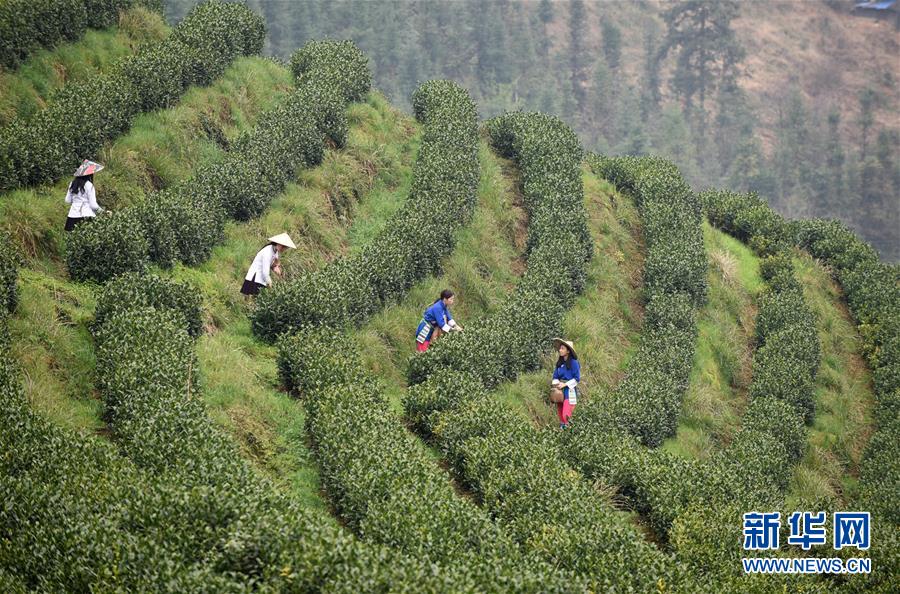 (決戰(zhàn)決勝脫貧攻堅(jiān)·圖文互動(dòng))(3)田野“變奏”讓薄土“生金”——貴州農(nóng)村產(chǎn)業(yè)革命助推脫貧攻堅(jiān)見聞