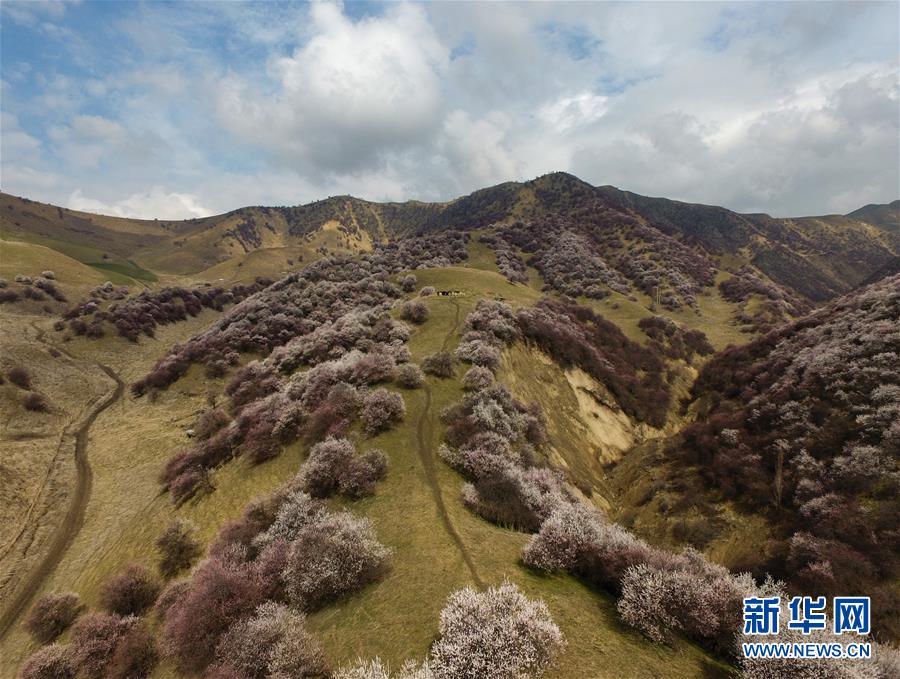 (圖文互動(dòng))(7)“疫”去客來會(huì)有時(shí)——新疆伊犁河谷旅游市場漸暖見聞