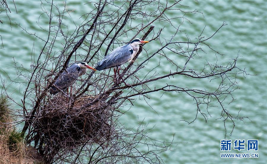 (圖文互動(dòng))(2)山西平陸黃河濕地迎來(lái)上千只蒼鷺