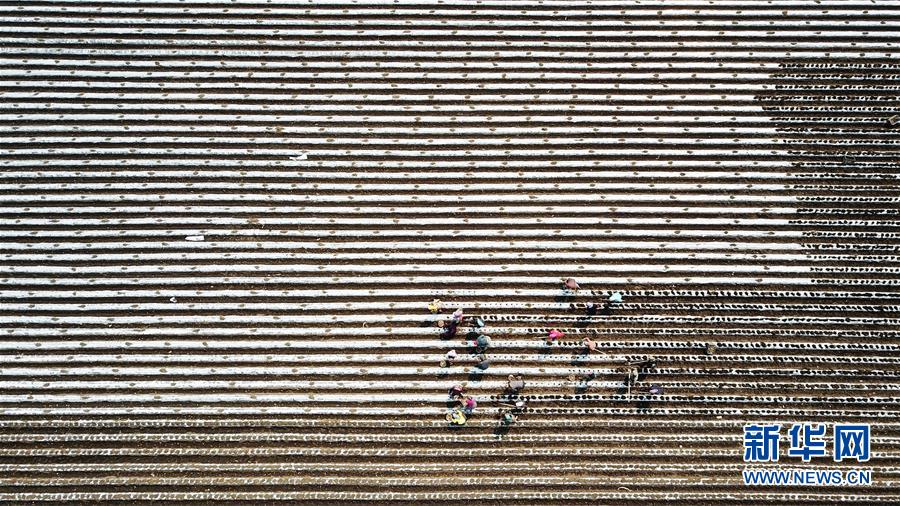 （新華全媒頭條&middot;圖文互動）（4）讓中國飯碗端得更牢&mdash;&mdash;&ldquo;中華糧倉&rdquo;春耕剪影