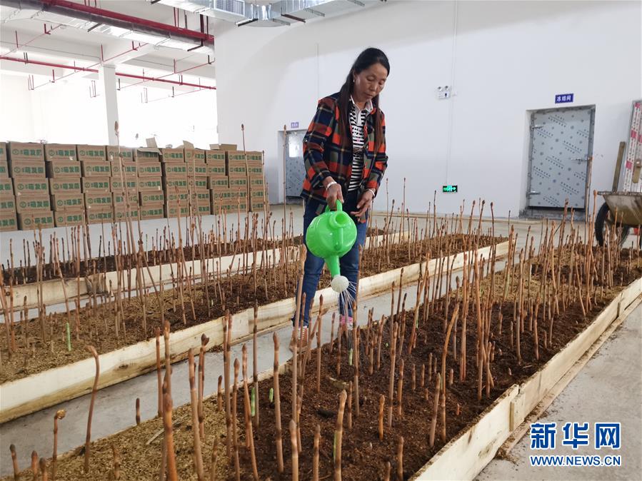 （決戰決勝脫貧攻堅&middot;圖文互動）（1）喚醒&ldquo;沉睡的大山&rdquo;&mdash;&mdash;&ldquo;經營鄉村&rdquo;讓烏蒙山極貧鄉變了&ldquo;模樣&rdquo;