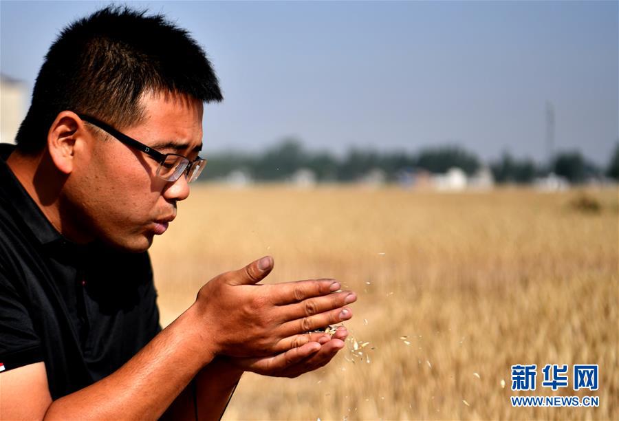 （關(guān)注三夏&middot;圖文互動(dòng)）（1）麥田&ldquo;后浪&rdquo;的農(nóng)事新說(shuō)