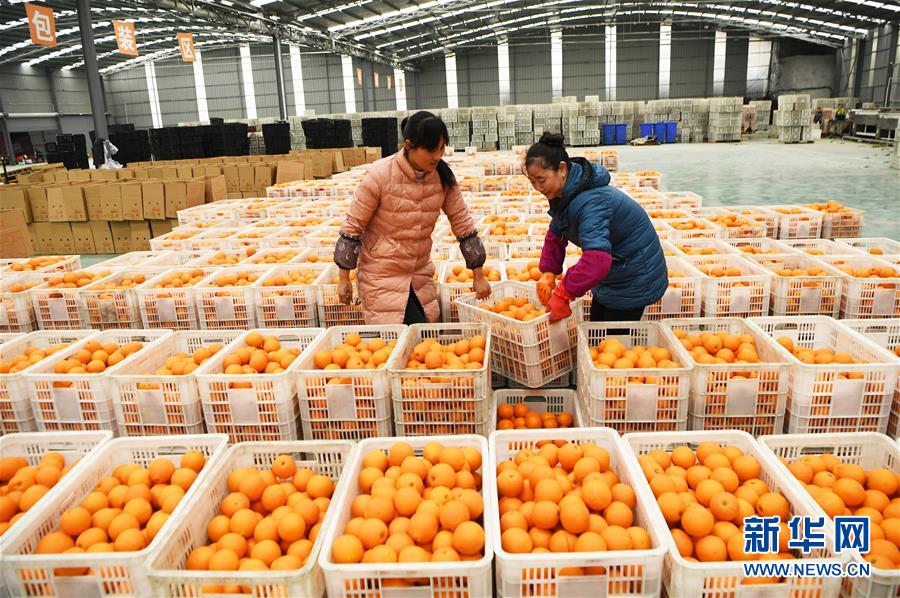 (新華全媒頭條·圖文互動(dòng))(6)待到滿山紅葉時(shí)——三峽重慶庫(kù)區(qū)踐行新發(fā)展理念面面觀