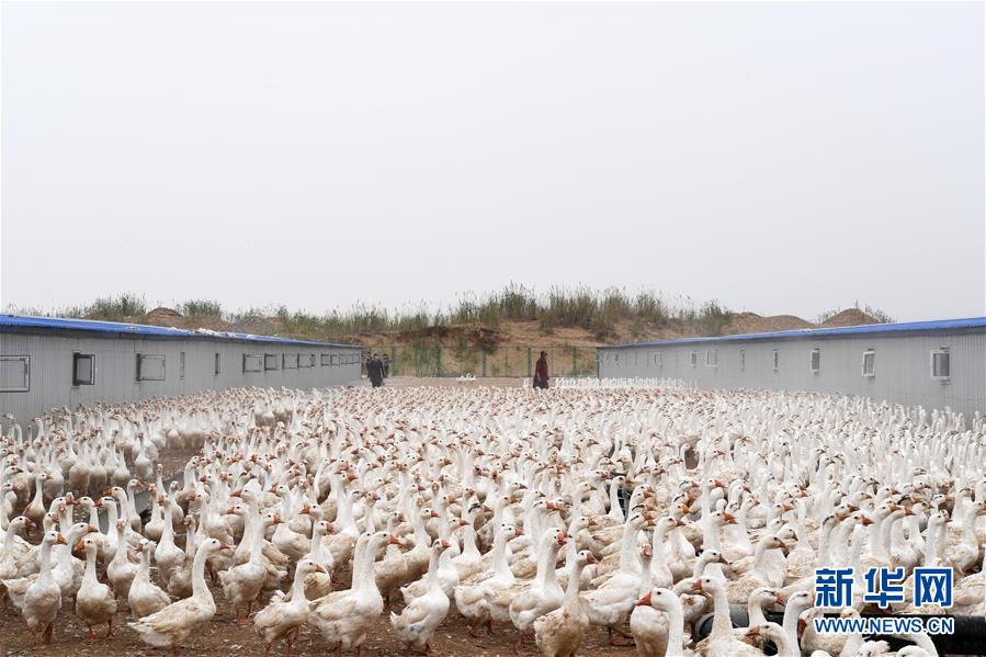 （決戰決勝脫貧攻堅&middot;聚焦三區三州&middot;圖文互動）（2）號角聲里看于田&mdash;&mdash;來自庫爾班大叔故鄉的脫貧報告