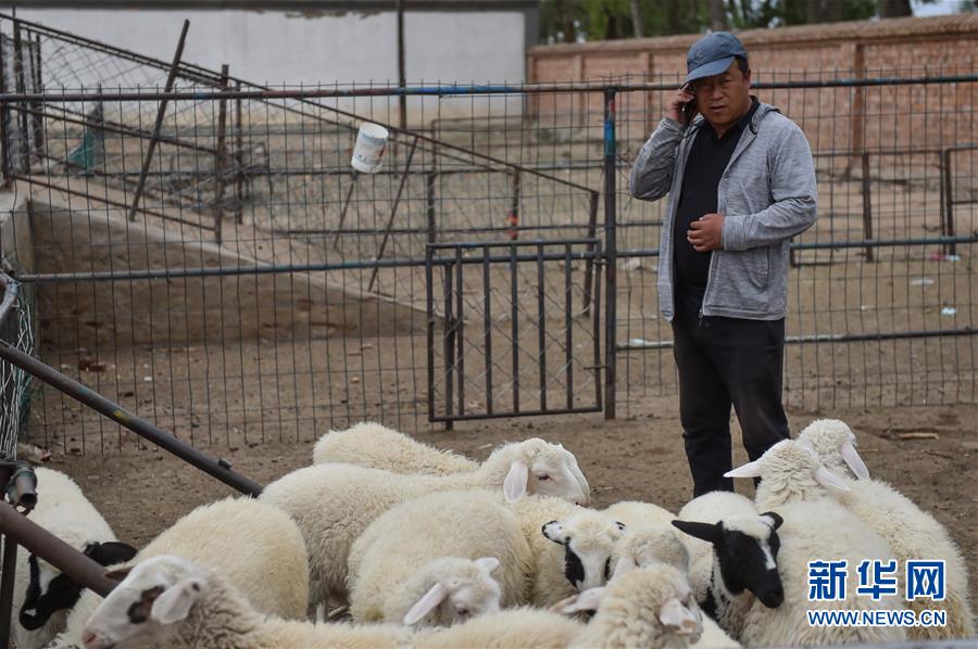 （決戰(zhàn)決勝脫貧攻堅(jiān)&middot;圖文互動(dòng)）（1）&ldquo;活羊經(jīng)紀(jì)人&rdquo;老白