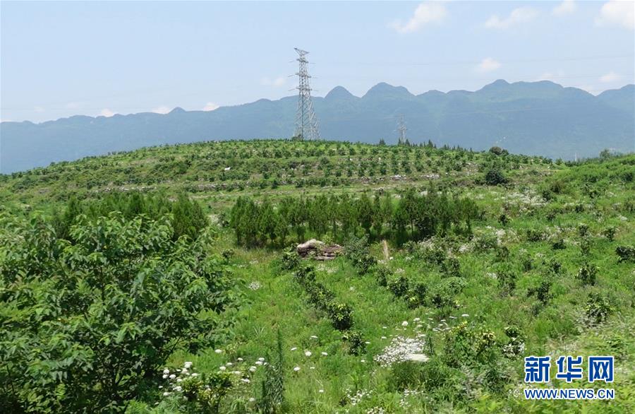 （新華網&middot;決戰決勝脫貧攻堅&middot;圖文互動）（3）貴州思南：強村帶弱村 &ldquo;抱團&rdquo;促增收