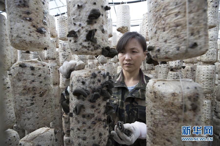 (新華全媒頭條·走向我們的小康生活·圖文互動)(15)迎著東升的紅日——走向小康之路的赫哲族