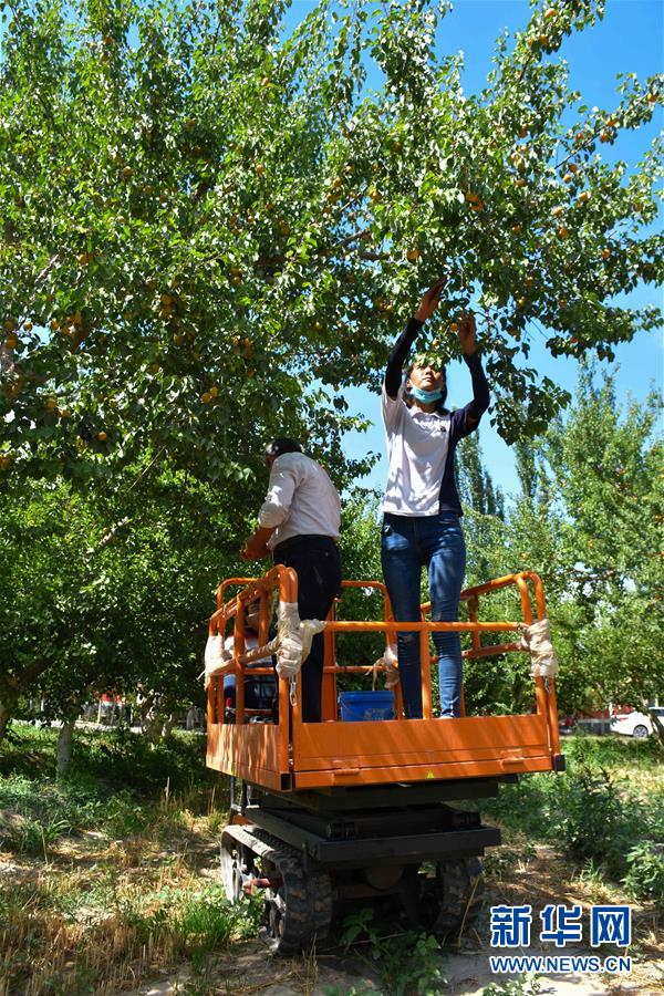 (決戰決勝脫貧攻堅·圖文互動)(2)新疆“杏鄉”:杏果飄香 走出深閨助脫貧