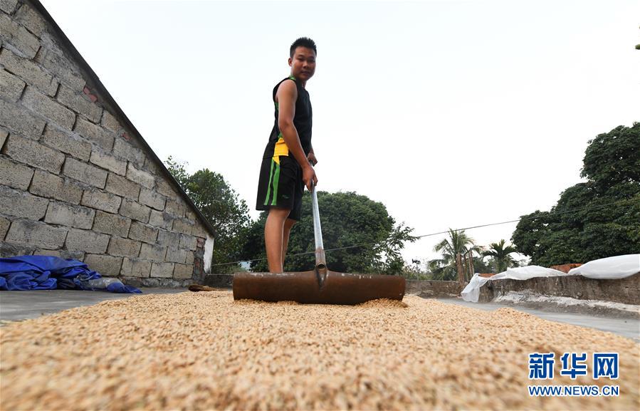 (走向我們的小康生活·圖文互動)(4)黎苗山鄉種養“老行當”擦亮“綠色牌”