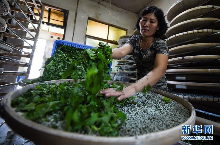 (走向我們的小康生活·圖文互動)(6)黎苗山鄉種養“老行當”擦亮“綠色牌”