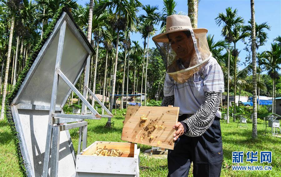(走向我們的小康生活·圖文互動)(7)黎苗山鄉種養“老行當”擦亮“綠色牌”