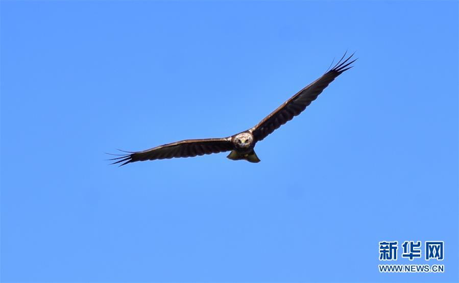 （新華網&middot;圖文互動）（2）云南保山首次記錄到國家重點保護野生動物白頭鷂