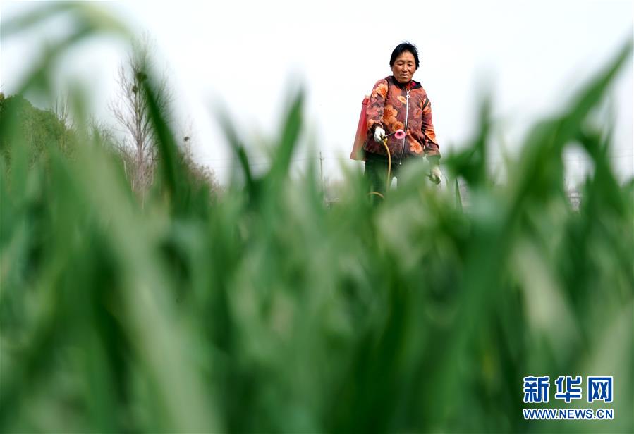 （在習近平新時代中國特色社會主義思想指引下&mdash;&mdash;新時代新作為新篇章&middot;習近平總書記關切事&middot;圖文互動）（4）食為政首&mdash;&mdash;穩住農業基本盤增添發展底氣