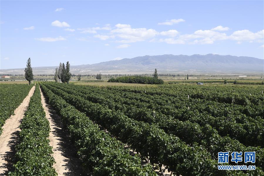 (新華全媒頭條·走向我們的小康生活·圖文互動)(9)23萬人的命運轉折——我國最大易地生態移民安置區的脫貧密碼