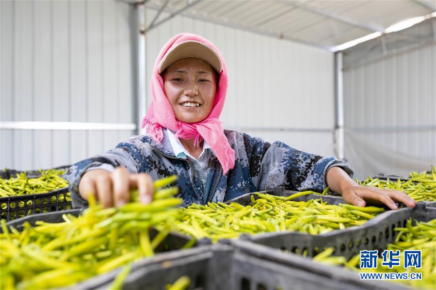 (新華全媒頭條·走向我們的小康生活·圖文互動)(12)23萬人的命運轉折——我國最大易地生態移民安置區的脫貧密碼