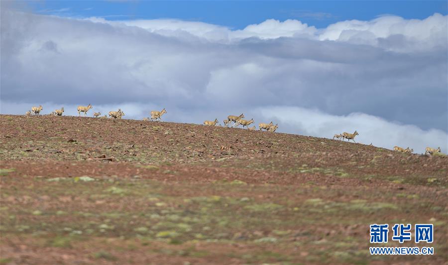 (圖文互動)(5)可可西里加強保護 十多年未聞盜獵槍聲