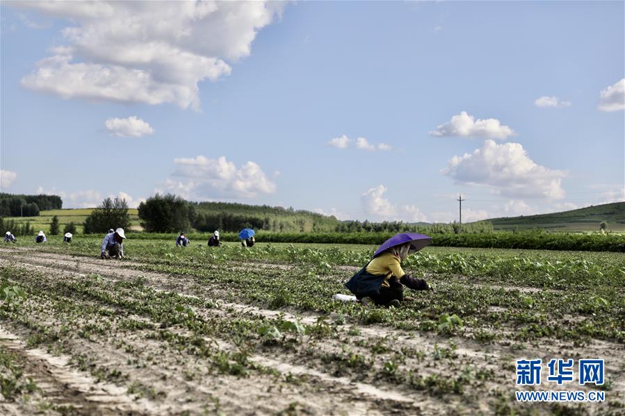 (決戰(zhàn)決勝脫貧攻堅·圖文互動)(2)脫貧致富新“良藥”