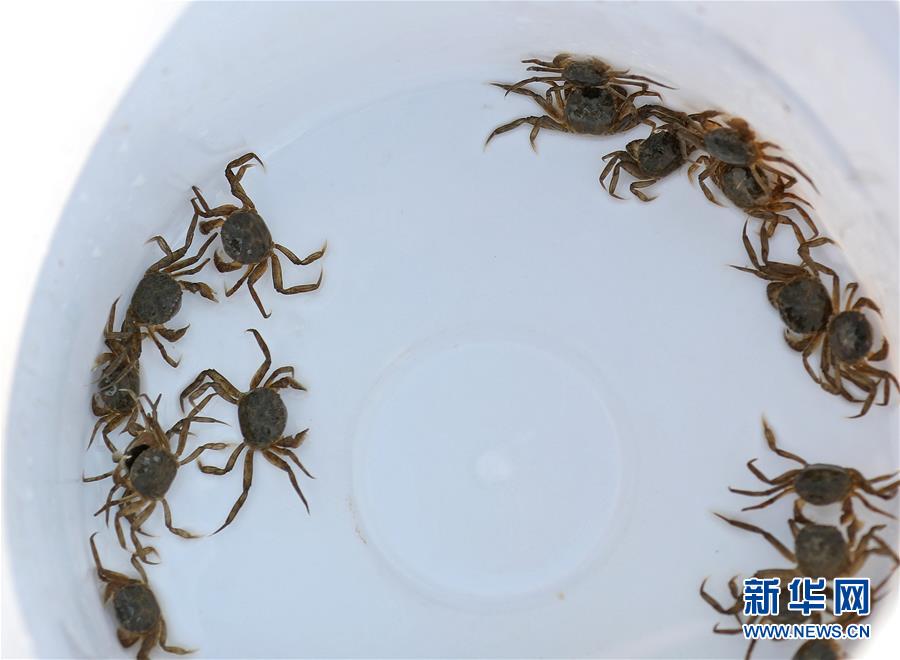 （新華全媒頭條&middot;走向我們的小康生活&middot;圖文互動）（13）&ldquo;南大荒&rdquo;變&ldquo;稻蟹鄉&rdquo;&mdash;&mdash;資源枯竭型城市盤錦的鄉村振興之路