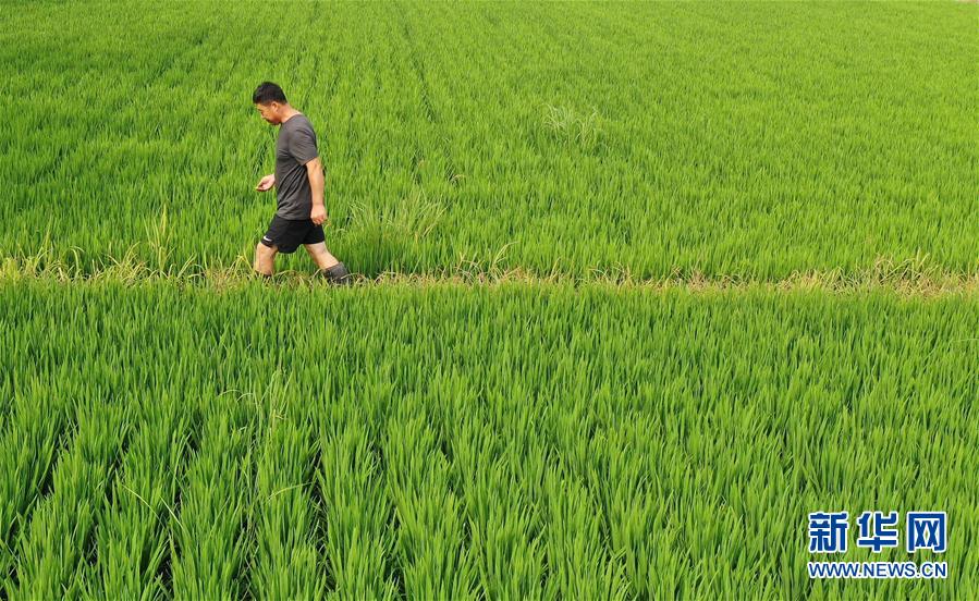（新華全媒頭條&middot;走向我們的小康生活&middot;圖文互動）（7）&ldquo;南大荒&rdquo;變&ldquo;稻蟹鄉&rdquo;&mdash;&mdash;資源枯竭型城市盤錦的鄉村振興之路