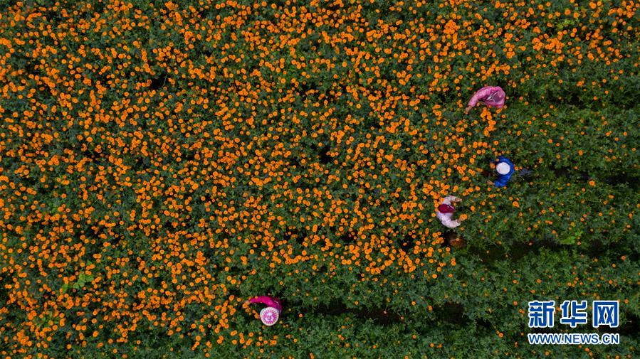 （圖文互動）（2）幸福花開&mdash;&mdash;高黎貢山下&ldquo;萬畝花海&rdquo;帶富美麗鄉村