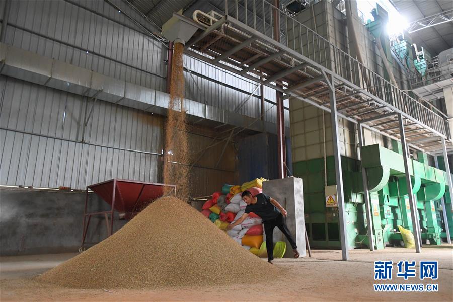 （新華視點&middot;聚焦餐桌外的浪費&middot;圖文互動）（1）農戶儲糧損失達8%！設施普遍簡陋，蟲害霉變堪憂