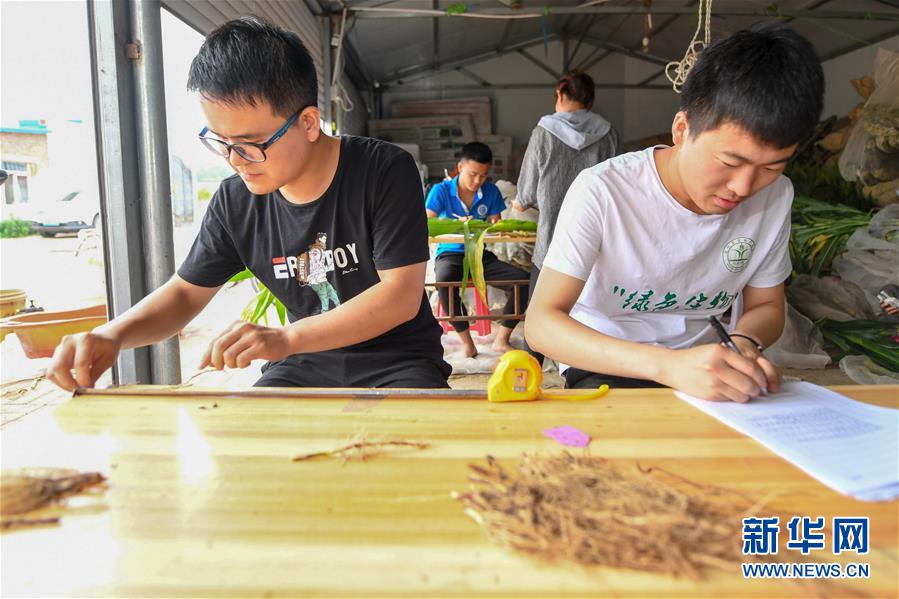 (新華全媒頭條·圖文互動)(8)為現代農業探新路——來自吉林梨樹的田野報告