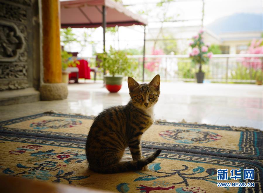 （走向我們的小康生活&middot;決戰決勝脫貧攻堅&middot;圖文互動）（3）甘青交界處的跨越&mdash;&mdash;保安族、撒拉族的脫貧故事