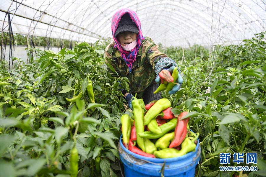 (新華全媒頭條·走向我們的小康生活·圖文互動)(10)黑土地上是我家——在吉林,一瞥中國東北鄉村美麗未來
