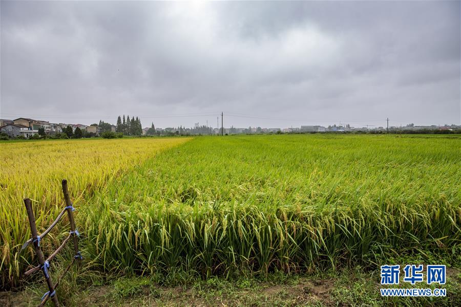 （中國農民豐收節&middot;圖文互動）（2）&ldquo;洞庭米王&rdquo;豐收心曲：粒粒辛苦方有&ldquo;一粥一飯&rdquo;